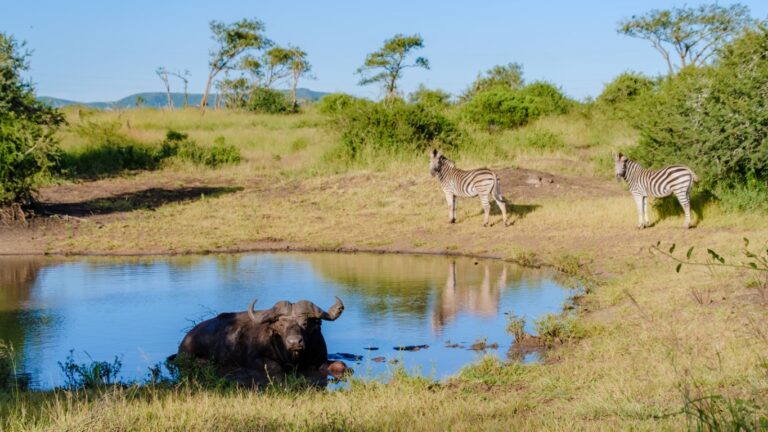 Plaines du parc national de Kafue