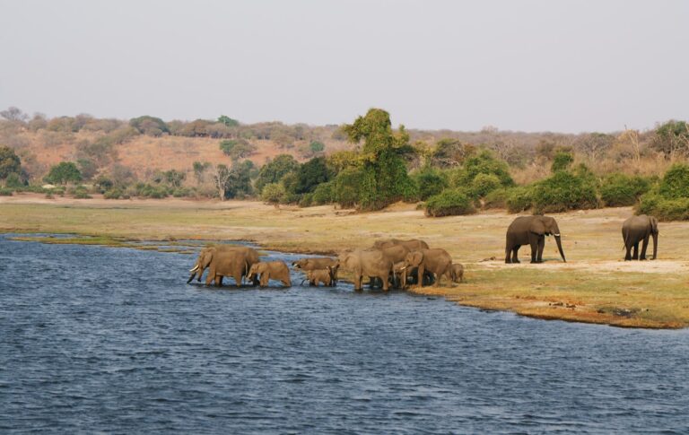 Éléphants dans le fleuve Zambèze