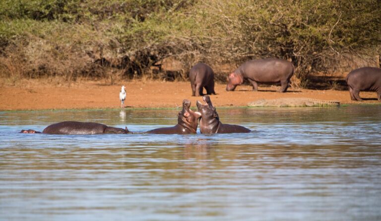 Rivière dans le parc de North Luangwa