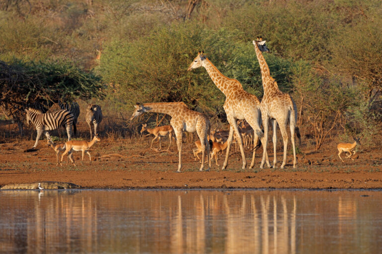 Girafes et zèbres au bord de la rivière Luangwa