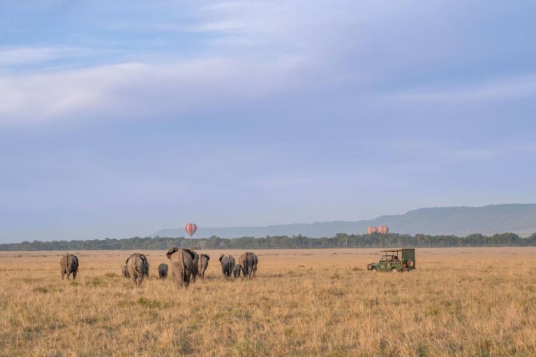 Éléphants observés depuis un 4x4