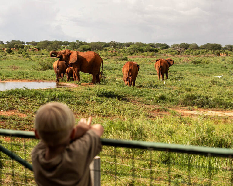 Enfant observant des éléphants