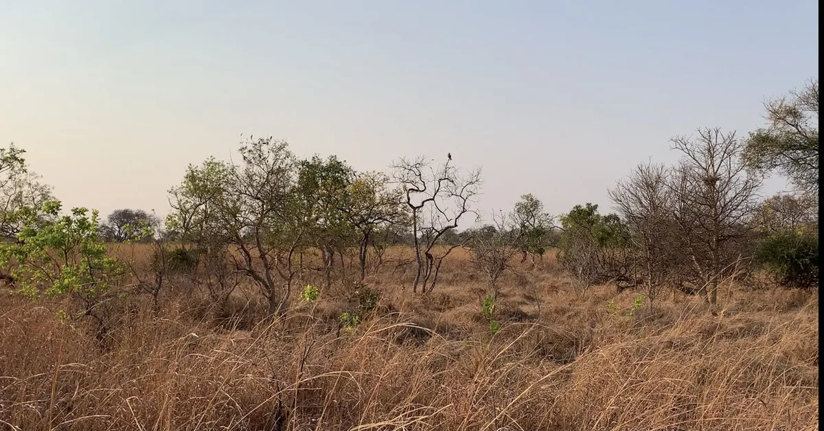 Parc national de Kafue et lechwe rouge dans les plaines humides de Busanga